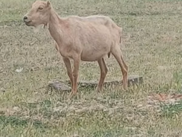 Billy Goat, Alpine goat