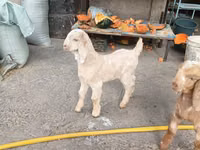 Goats (batch, sex not specified), Beetal goats — photo 3