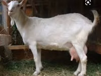 تيس, Saanen goat — الصورة 3