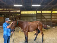 حصان, Standardbred — الصورة 3
