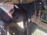 गाय, अलाताऊ नस्ल — फ़ोटो 2