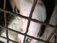 Säue, Schweine — Foto 2