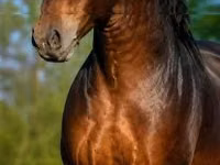 Horse (M), Hungarian horse breed — photo 2