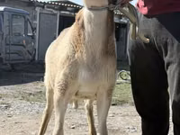 Widder, Arashan sheep — Foto 1