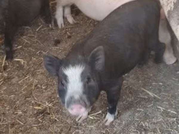 Boar, 