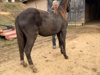 Hengst, Black Sea breed — Foto 6