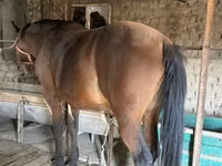 حصان, Manipuri pony — الصورة 6