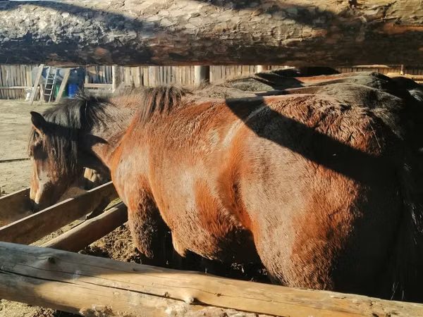 حصان, Kustanai horse