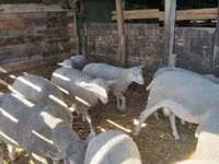 母羊, Sheep — 照片 4