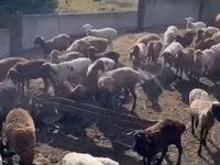 Sheep, Edilbay sheep — photo 6