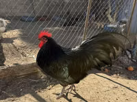 Chickens — الصورة 1