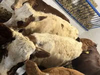 Vaca, Simmental cattle — foto 5