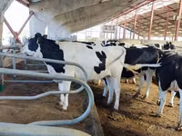 Kuh, Holstein-Rasse — Foto 8