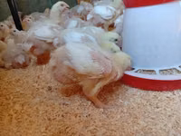 Chickens — Foto 2