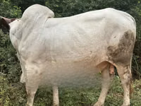 Vaca, Ganado vacuno — foto 3