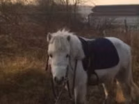 Hengst, Shetland Pony — Foto 8