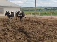 Kuh, Russian Black pied cattle — Foto 6