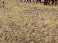 Caballos (lote, sexo no especificado), Caballos — foto 1