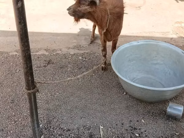 Cabras (lote, sexo no especificado), Cabras — Ghana