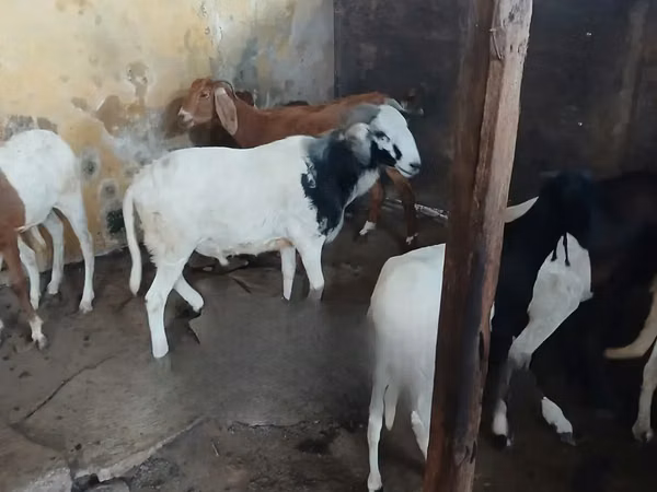 Ram, South meat sheep