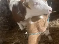 Cow, Simmental cattle — photo 1