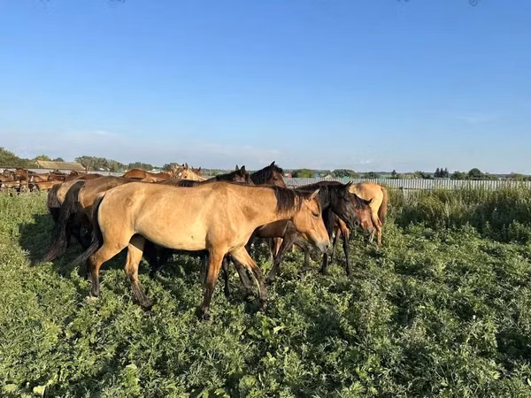 Horse (M), Bashkir horse