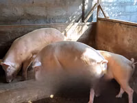 Pigs (batch, sex not specified), Pigs — photo 1