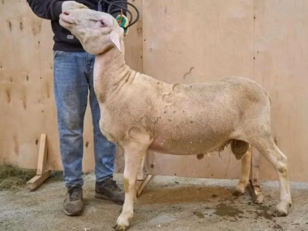 Carnero, Lacaune sheep