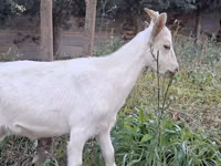 ماعز (دفعة، الجنس غير محدد), Saanen goat — الصورة 8