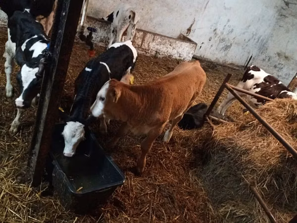 Cattle (batch, sex not specified), Cattle