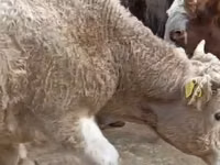 بقرة, الماشية — الصورة 2