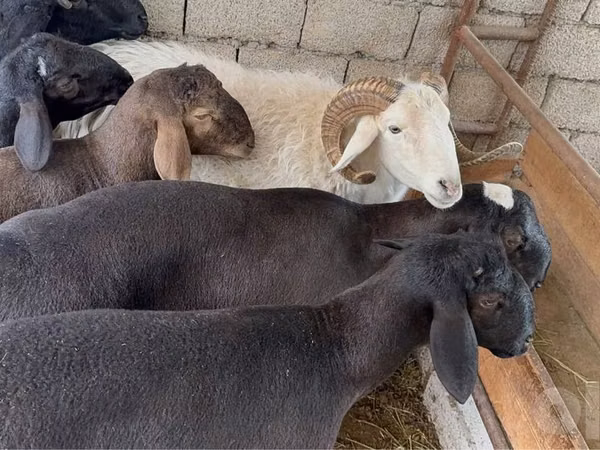 Ram, Sheep