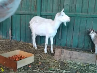 Ziege, Saanen goat — Foto 8