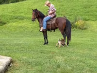 Caballo, Rocky Mountain Horse — foto 5