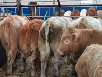 Rinder (Partie, Geschlecht nicht angegeben), Charolais cattle — Foto 2
