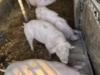 Schweine (Partie, Geschlecht nicht angegeben) — Foto 3