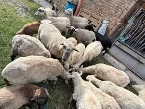 भेड़, भेड़