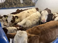 Vaca, Ganado vacuno — foto 4