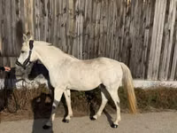 Mare, Shagya — photo 5