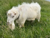 Ziegenbock, LaMancha goats — Foto 4