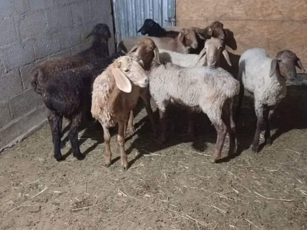 Sheep, Sheep