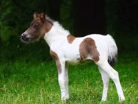 Pferde (Partie, Geschlecht nicht angegeben), Shetland Pony — Foto 1