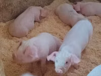 Schweine (Partie, Geschlecht nicht angegeben), Schweine — Foto 2