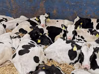 Rinder (Partie, Geschlecht nicht angegeben), Simmental cattle — Foto 6