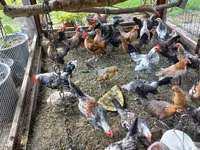 Dutch Bantam — photo 6