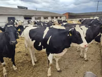 Kuh, Holstein-Rasse — Foto 5