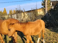Horses (batch, sex not specified), Thoroughbred horse — photo 3