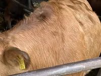 Vaca, Hereford — foto 6