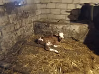 母牛, Simmental cattle — 照片 3