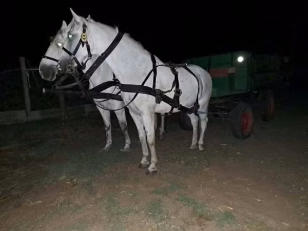 Caballo, Caballos